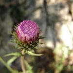 Ferrata Favogna con Rossa